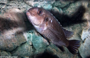 Tropheops sp. 'red cheek north' Magunga